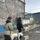 꽃길걷개 이미지