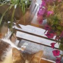 비발디 향기나무 이미지