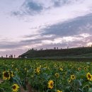 해바라기 이미지