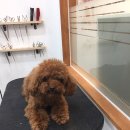 강아지 이발관 이미지