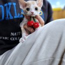 냥이의하루 카페.분양 | 성수동고양이분양 찾아 헤매다 드디어 만난 천사냥이들 너무 사랑스럽잖아