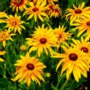 루드베키아 이미지