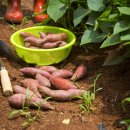 천북농장 이미지