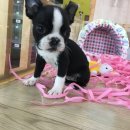 An's 명품펫 애견백화점 네이버블로그