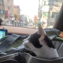 본 동물의료센터 | 고양이 중성화 수술 암컷 비용, 후기 | 본외과동물의료센터