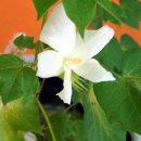 중대초등학교 이미지