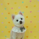 애견지몽 | 울산애견미용 우리 강아지의 꿈속을 걷는 순간