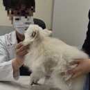 울산 강일웅동물메디컬센터 이미지