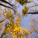 심곡주유소 이미지