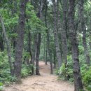 ◑2/25일[일]구로 명품올레길1~2코스 소나무숲 황토흙길[부천식물원]힐링트레킹 이미지