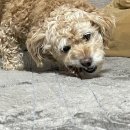 프라독 쿡 이미지