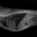 효창동물병원 이미지