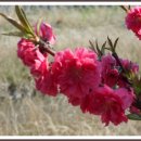 보령-미산-1 이미지