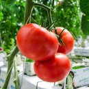 토마토2 이미지