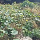 심지농장 이미지