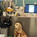 봉산동 강아지 이미지