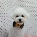 펫피파니 이미지