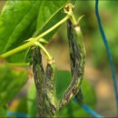 백순경농장 | 오이밭 만들기.콩밭 만들기(심는시기.재배환경.텃발주말농장재배)