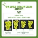 샤인바이러스