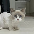 로하스일산병원 | 일산 주엽 고양이 중성화 해야하는이유?? 싸고 잘하는곳 추천후기!!!