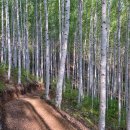 펜션숲속의궁전1 이미지