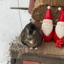 글램핑판 | 경기 가평 여행 | 완벽하고 여유로운 크리스마스를 위한 오하브 글램핑 웨스턴 후기