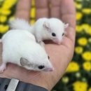 펫엔글라이더본점&로던트클럽 광주 이미지