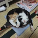 동글동글 이미지