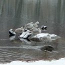 오크랜드 이미지