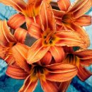 데이릴리(Daylily) 이미지