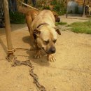 옐로우 켄넬 이미지