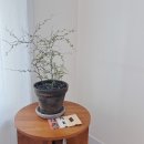 이레가든 | [내돈내산] 김포 화훼단지, 이레가든빌리지 뮬렌베키아 화분 구매 후기!