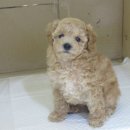 코코목욕 이미지