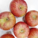 화니오기 펫살롱 이미지