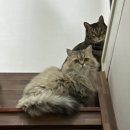 골골탬버린클럽 이미지