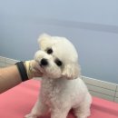 루틴펫살롱 이미지