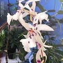 (주)동방떡집 | 돈 있냐고? 민생소비쿠폰이 다야 아니 사실 그마저도 다 썼어