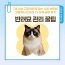 펫스토리 | 7세 이상 고양이 사료 뭐가 좋을까? 로열 캐닌 인도어 7+ 직접 먹여본 리얼 후기