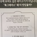 피그스토리 네이버블로그