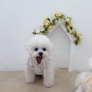 뽀송뽀송강아지미용실 이미지