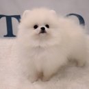 예쁜강아지 티스토리