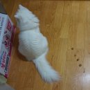 츄츄펫 CHUCHU PET | EBS 코리아 펫 엑스포 2018 후기-1탄 (Korea Pet EXPO 2018)