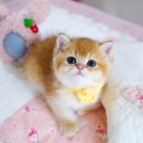 강남 고양이 분양 캣프렌즈 이미지