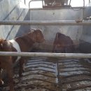 슈퍼염소농장 이미지