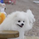올리브펫 네이버블로그