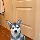 올어바웃도그 이미지