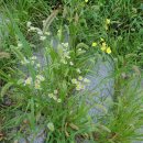 섬나라하얀집 이미지