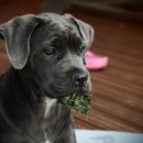 동물병원 공감 이미지