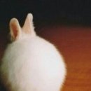 도꼬돈카츠 이미지