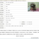 [10월 16일 현재] 군포시보호소에 있는 아이들이에요~ 가족을 만날수 있도록 도와주세요~ (스크랩 봉사 부탁드려요~) 이미지